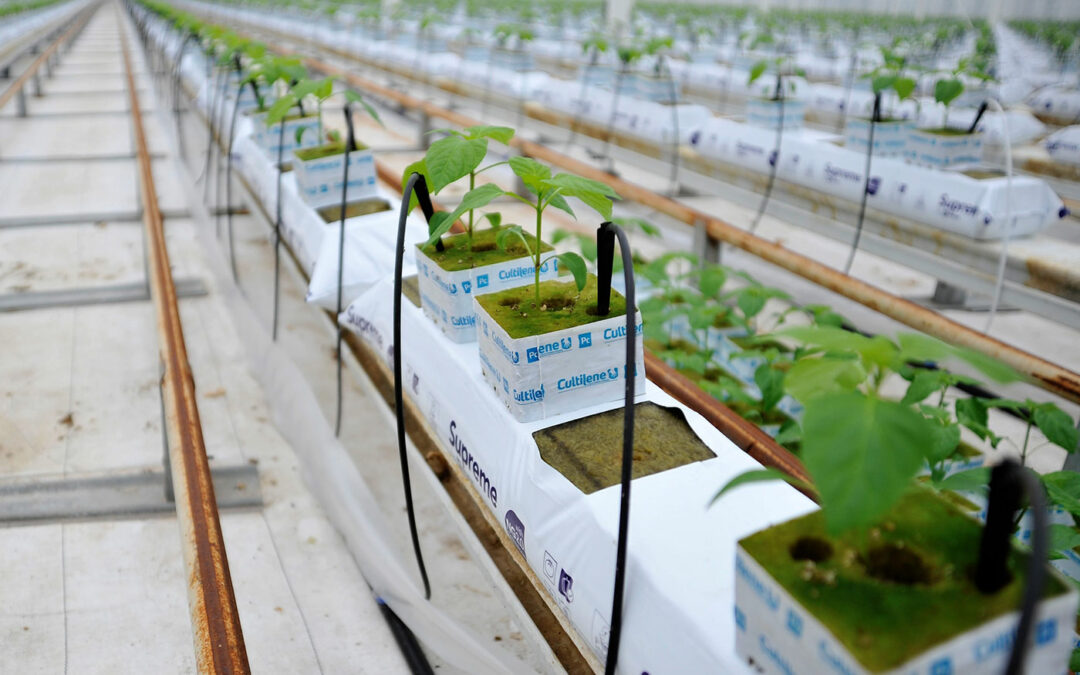 Hoeveelheid drain is leidend in alle waterstrategieën