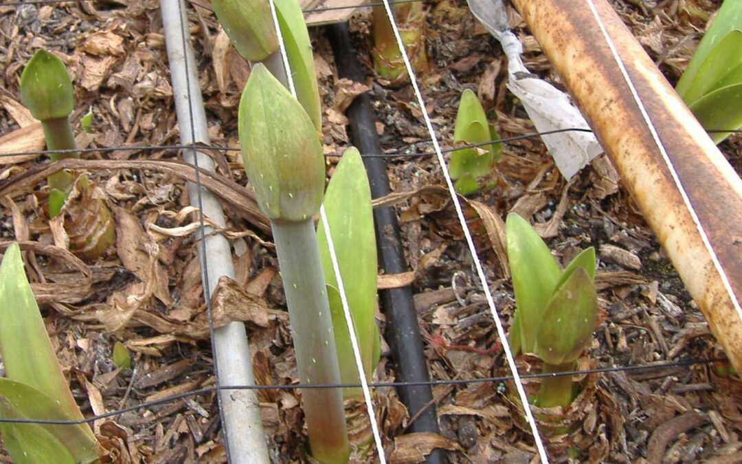 ‘Er zijn meer troeven nodig in strijd tegen cicaden’