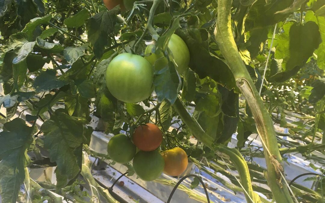 Hoogwaardig Rubisco-eiwit winnen uit reststroom tomatenblad