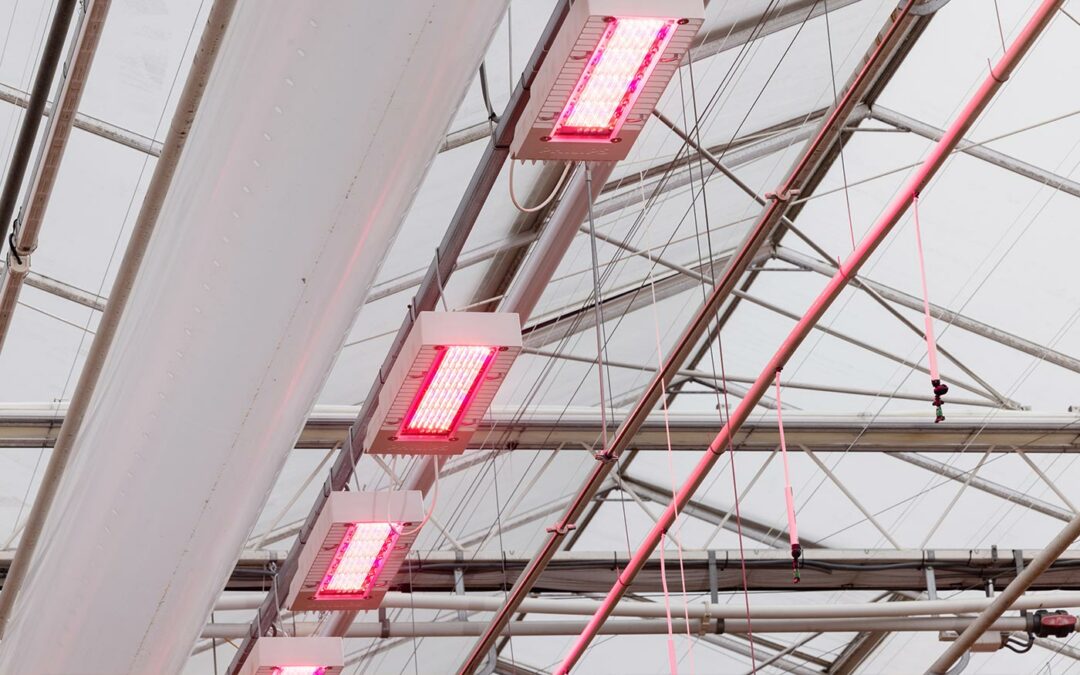 Meer strekking en betere bladkwaliteit na half uur extra verrood