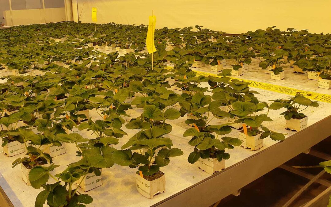 Beste bijvoerstrategie van Amblydromalus limonicus in aardbei