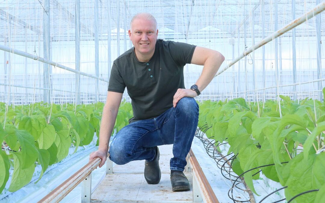 Peter Boekestijn: ‘Nog geen Nezara’s in deze teelt gevonden’