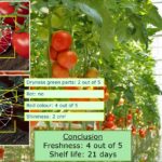Vruchtkwaliteit modelleren op basis van groeicondities