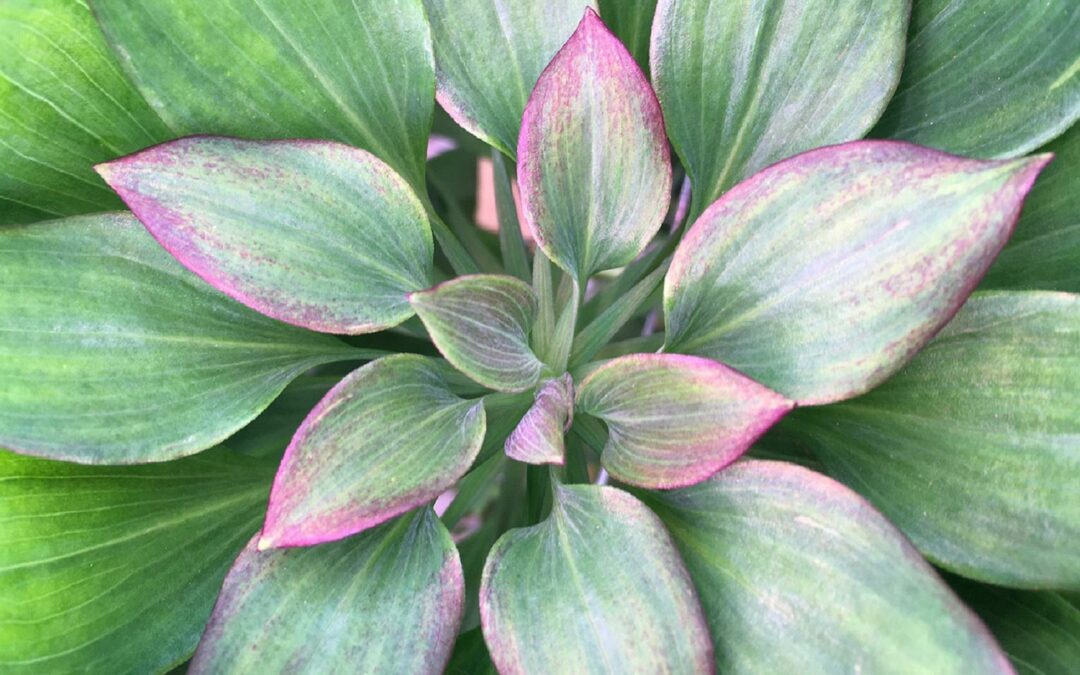 Voorkomen van ongewenste anthocyaanvorming onder LED