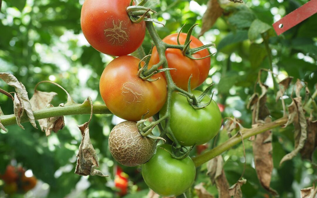 Weerbaarheid teeltsysteem tomaat verder verhogen