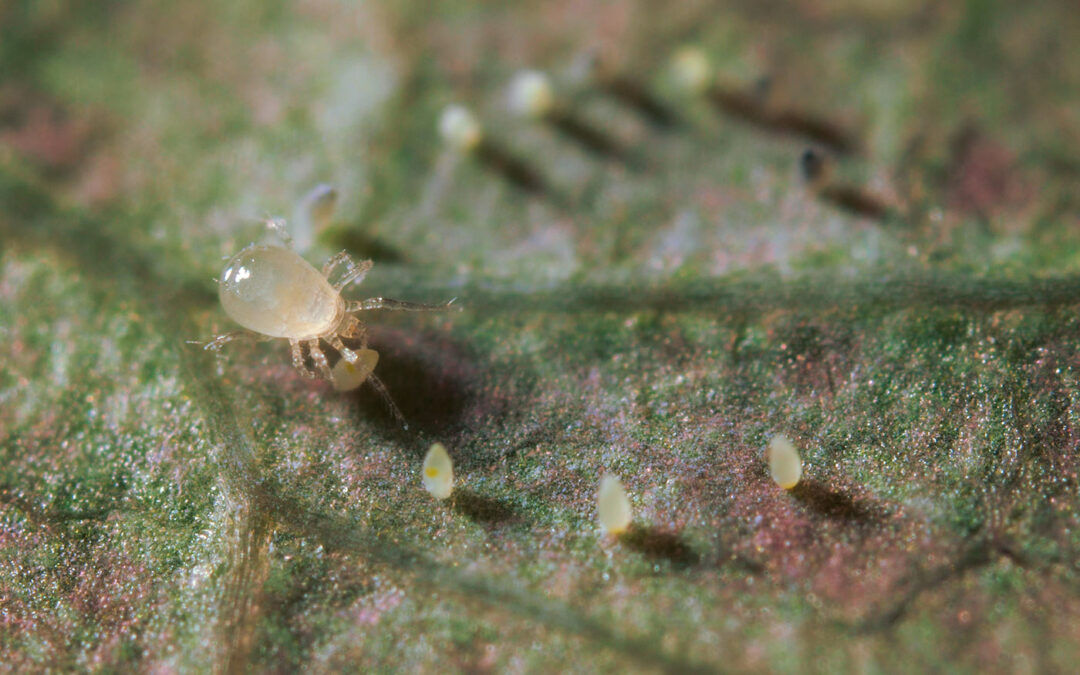 Kouder telen vraagt ook aanpassing gewasbescherming