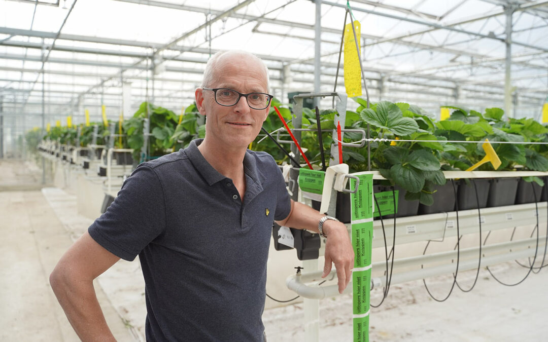 ‘Aardbeiensector moet meer samenwerken en kennis delen’