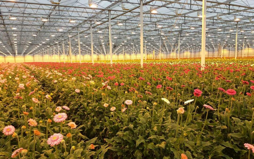 Onderzoek naar schimmels en bacteriën in kaslucht