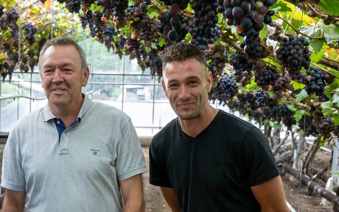 Ondanks hoge gasprijzen blijven Vlaamse druiven populair