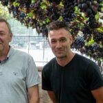Ondanks hoge gasprijzen blijven Vlaamse druiven populair