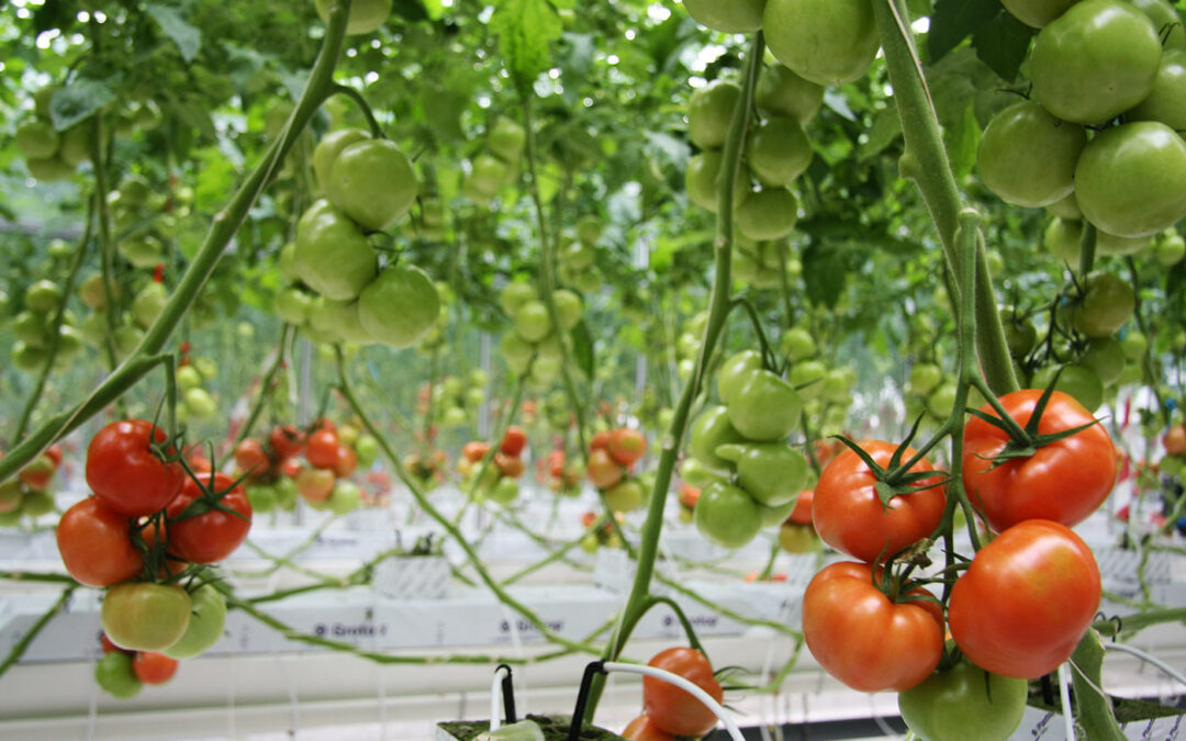 Ook komende winter minder tomaten uit Vlaanderen
