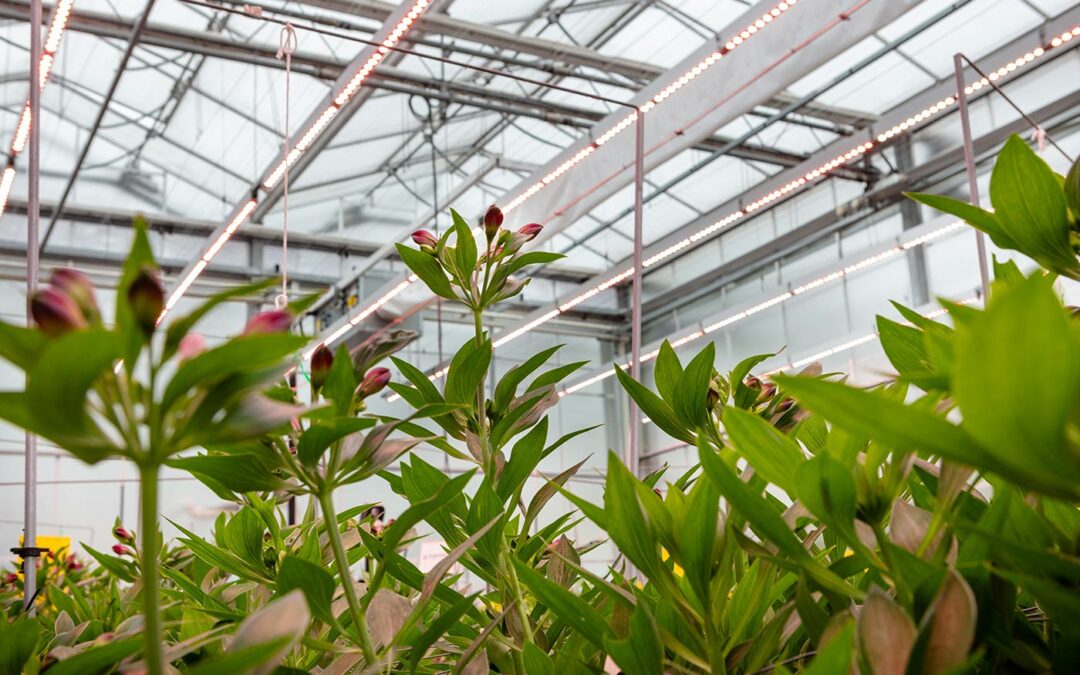 Alstroemeria in twee proeven gezond zonder inzet chemie