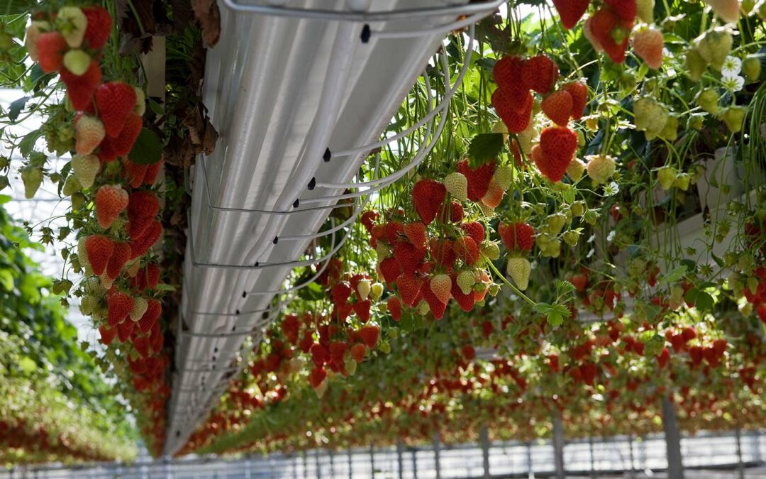 Ook met weinig gas zijn goede producties in aardbei mogelijk