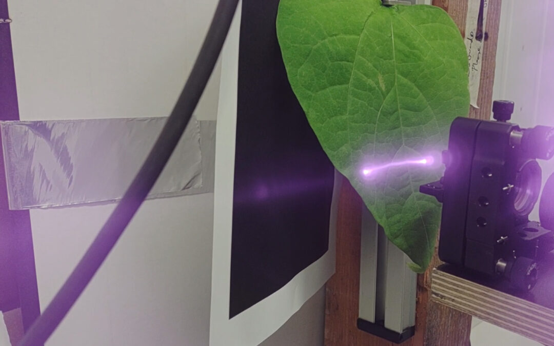 Onderzoek naar effect lasers als alternatief voor pesticiden