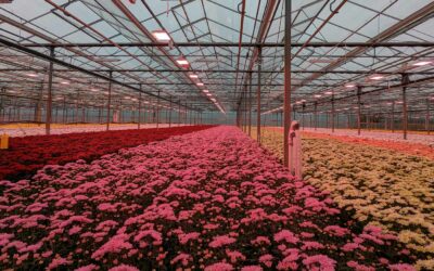 ‘Effect energiemarkt op belichtingsstrategie komende winter’