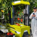 Tomatenplukrobot gereed voor verdere uitrol in praktijk