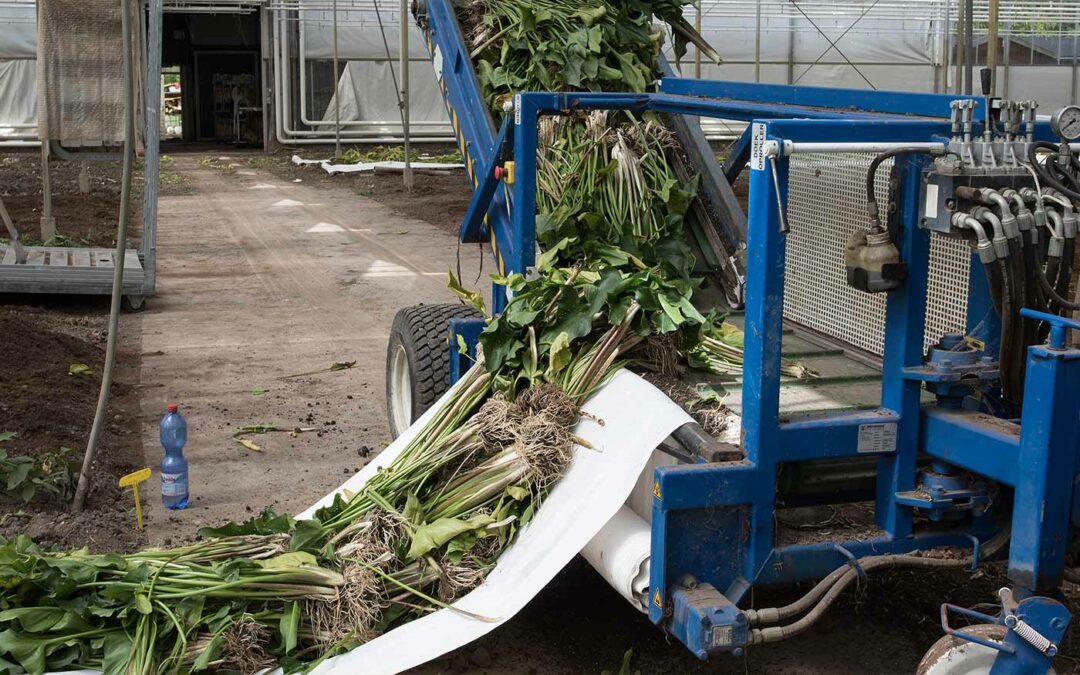 Terugwinnen nutriënten uit gewasresten is zeer de moeite waard
