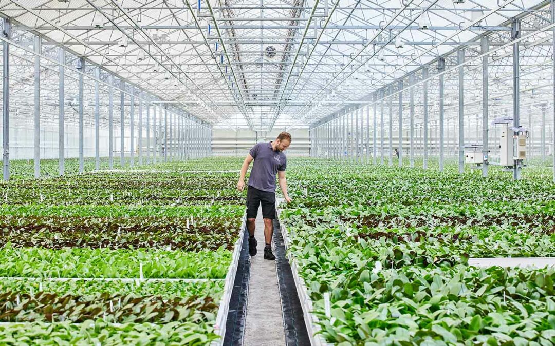 Hoe om te gaan met energie-intensieve teelt zoals phalaenopsis?