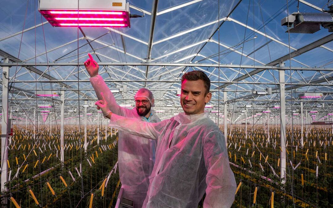 Door lampen te verhangen deze winter ook full LED in tomaten