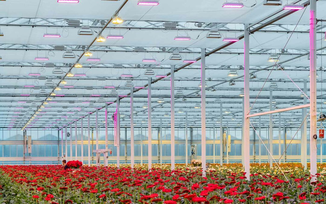 Praktijk en theorie botsen soms bij nieuwe teeltstrategie