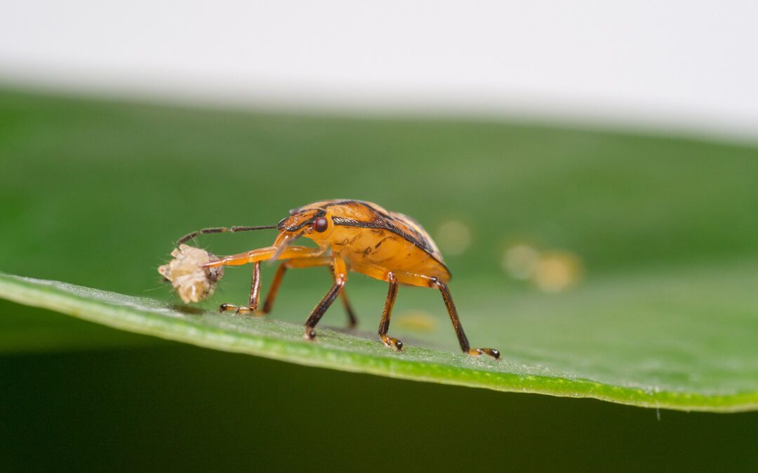 Biologische bestrijding van Turkse mot onderzocht