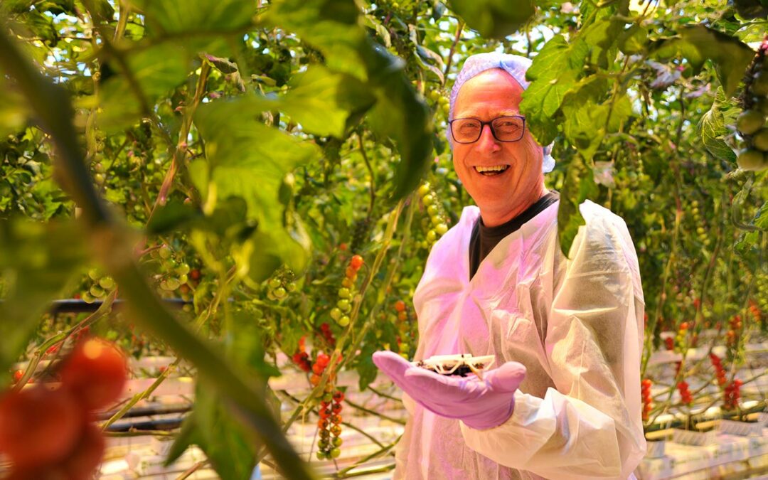 RedStar onderzoekt digitale manier bestrijding tomaatmineermot