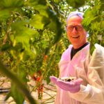 RedStar onderzoekt digitale manier bestrijding tomaatmineermot