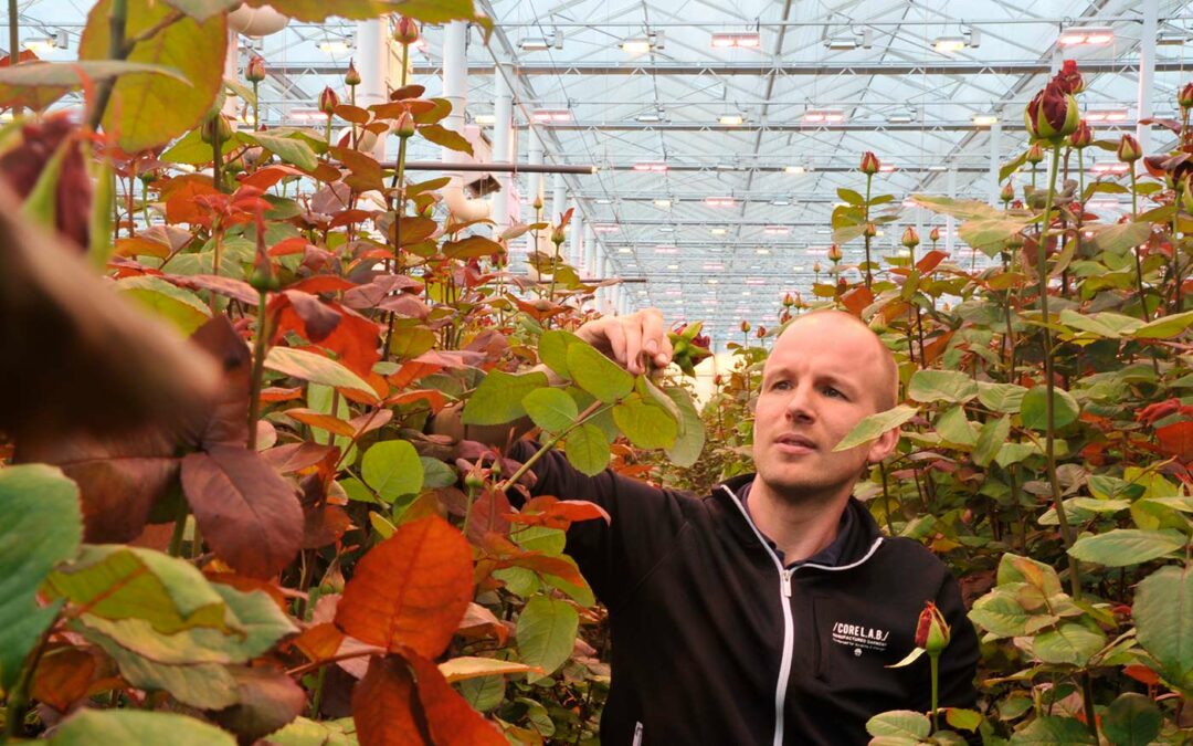 Bart van Os: ‘LED draagt bij aan nog betere kwaliteit van rozen’