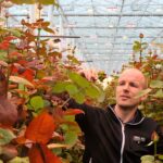 Bart van Os: ‘LED draagt bij aan nog betere kwaliteit van rozen’