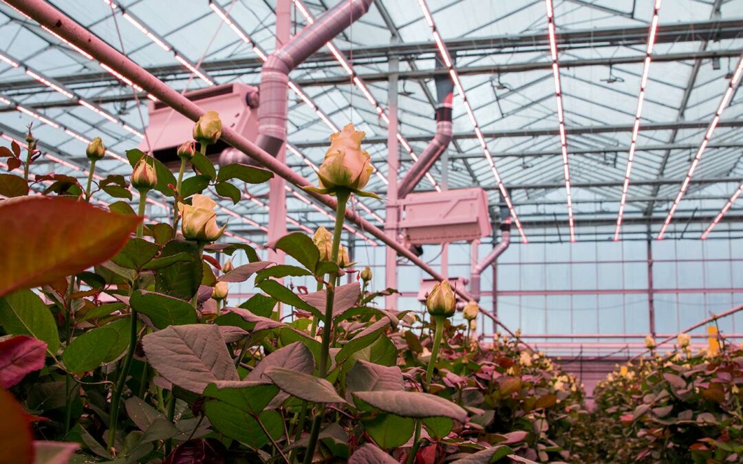 ‘Telen van rozen onder LED’s is kwestie van maatwerk’