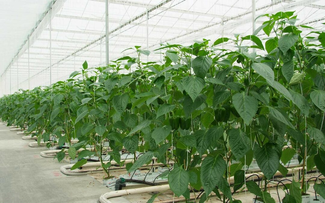 ‘Van hebberigheid krijg je pas in mei de rekening’