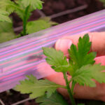 ‘Onderschat de invloed van CO2 doseren bij chrysant niet’