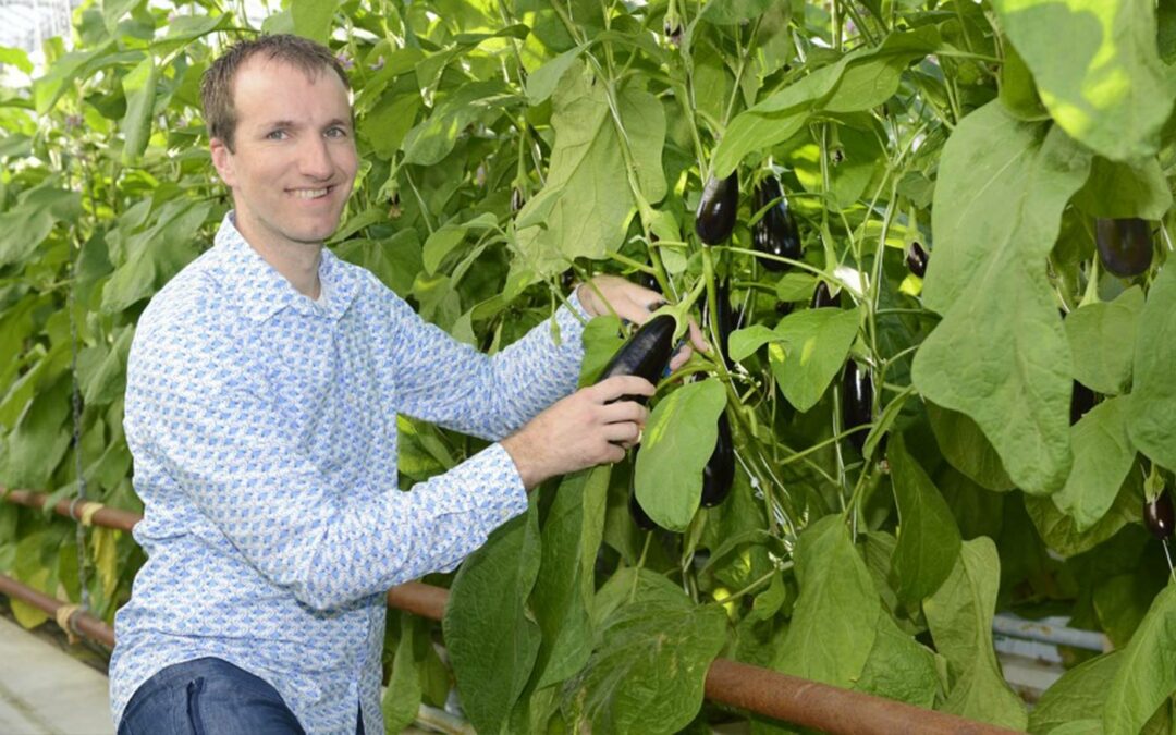 Van der Harg levert klimaatneutrale aubergines aan supermarkt