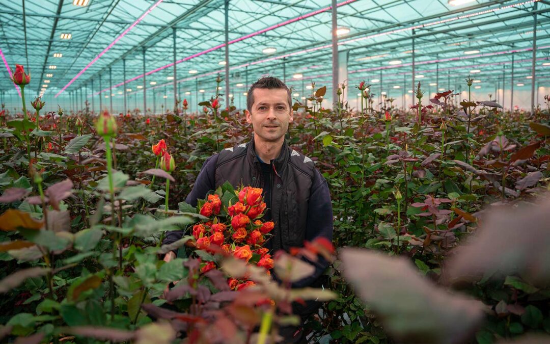 Rozen Scheers maakt probleemloze overstap naar full LED