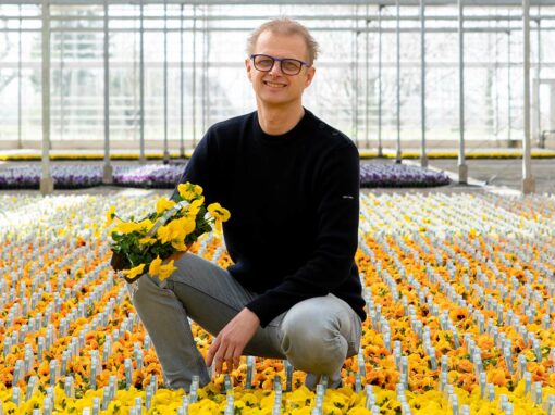 ‘Eerste nieuwe planten staan weer in de kas; dat geeft houvast’