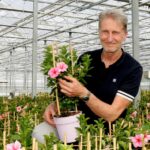 Nol Koene: ‘Door het ontvochtigen ben ik van Botrytis af’