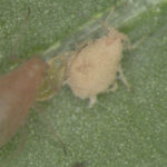 Biologische bestrijding met entomopathogene schimmels