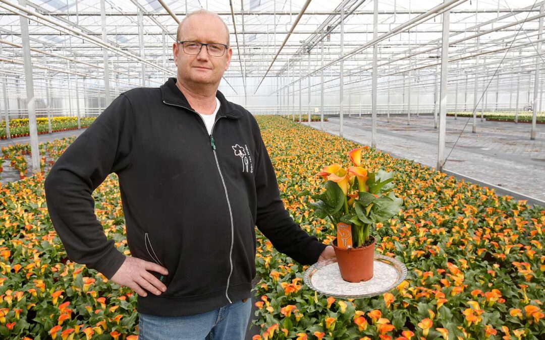 ‘Meer uitval door Erwinia in uitgangsmateriaal dit seizoen’