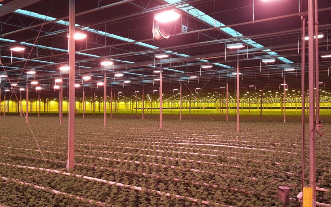 ‘Chrysantentelers kunnen weer meer belichten en dikker planten’