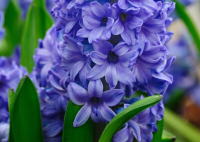 Voor vitale teelt hyacint is een systeemsprong nodig