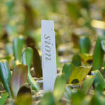 Sion gaat bloeiende phalaenopsis opkweken voor JovaPlant