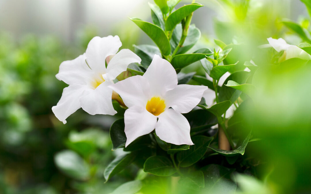 AltaNova breidt uit met locatie in Bleiswijk en kas in Portugal