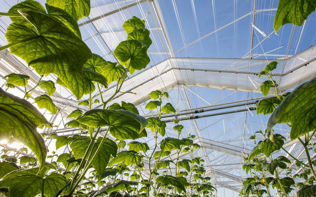 Zoeken naar schermen met de hoogste besparing