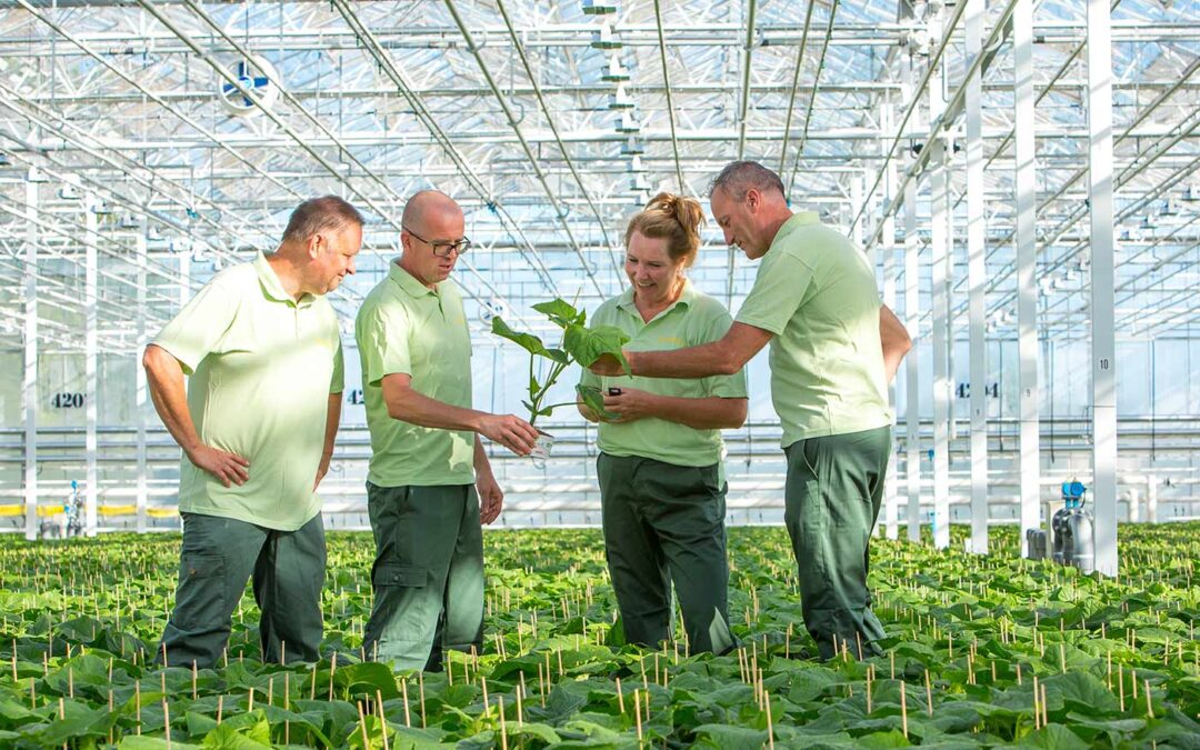 Schonere komkommerplant met volledige inzet van biologie