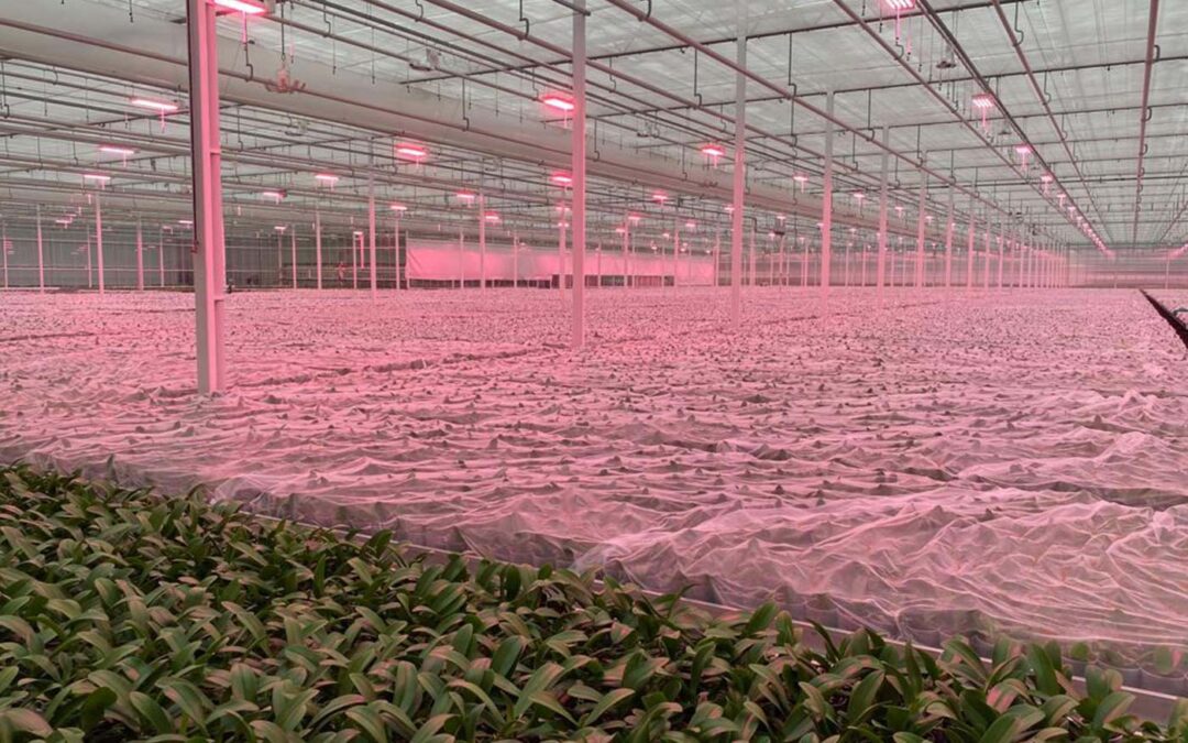 ‘Gaas over gewas leggen is een goed plan B voor potplanten’