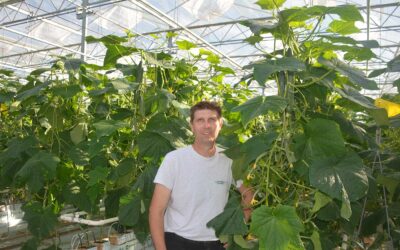 ‘Insectengaas onmisbaar in komkommerteelt van de toekomst’