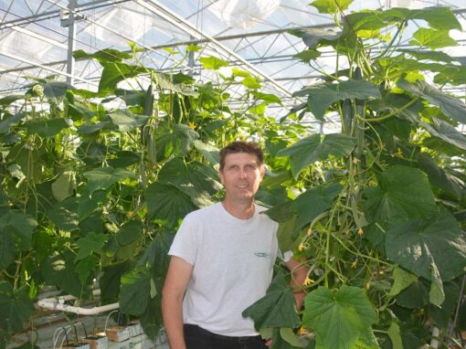 ‘Insectengaas onmisbaar in komkommerteelt van de toekomst’