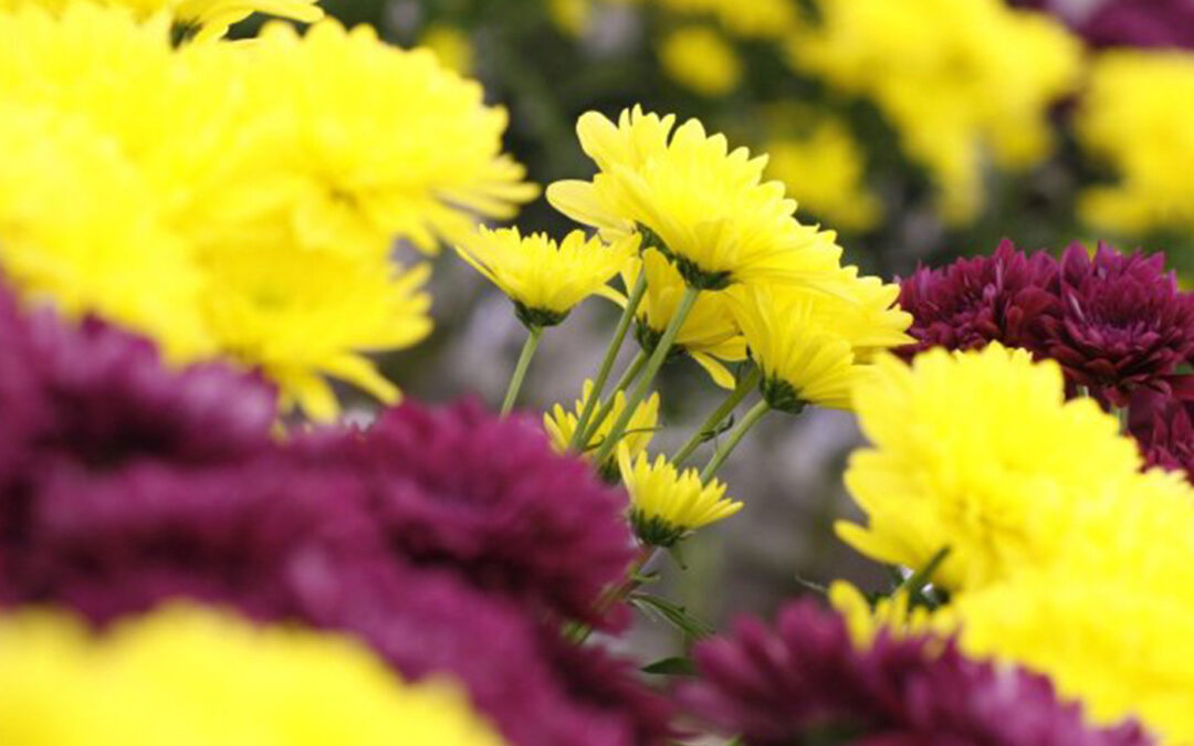 Impact van CO2 op chrysantenteelt in kaart gebracht
