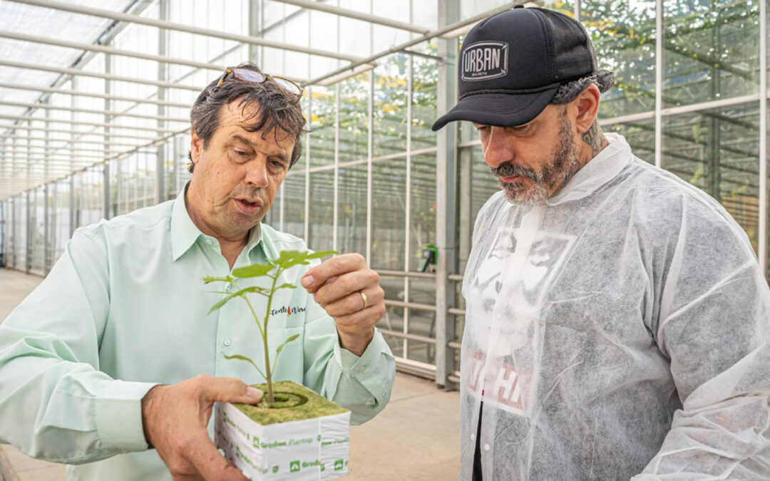 ‘Plenty of potential in Brazil for high-tech tomato growing’