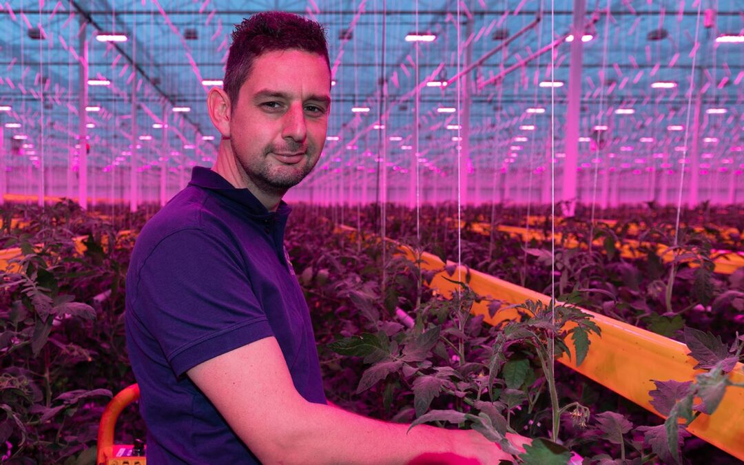 Tomaten telen onder full LED vraagt om een andere teeltstrategie